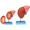 HUMAN KIDNEY WITH ARDENAL GLAND